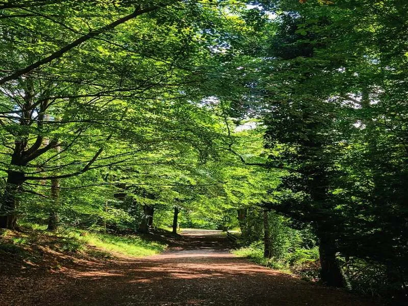 Wendover Woods